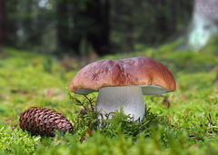 boletus edulis