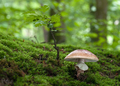 Amanita rubescens