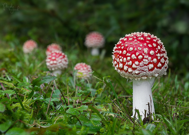 Amanita muscaria