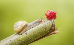 snails and strawberry