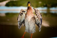 Duck