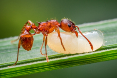 Mravec s larvou