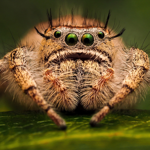 Phidippus otiosus