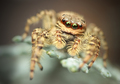 Marpissa Muscosa