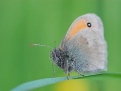 Oddych na steble trávy