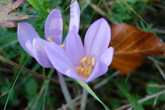 jesienka pod Strážovom