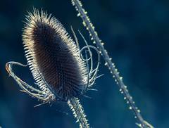 Macro