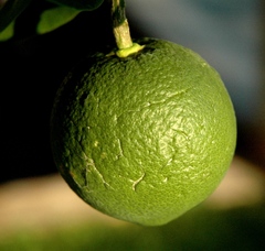 Pomaranč