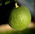 Pomaranč