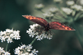motyl
