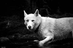 Mia ala wolf