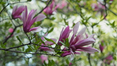 v botanickej