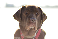 čokoládka pózuje opäť