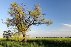 Strom v poli