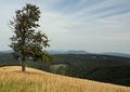Skalnatá, Malé Karpaty