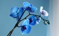 phalaenopsis - mystique blue