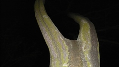 tma