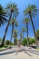 Palma