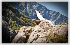 alpska liška