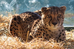 gepard