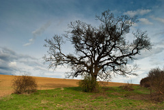 Slovenská savana