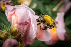 bee