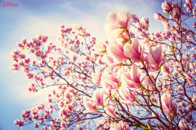 Magnolia