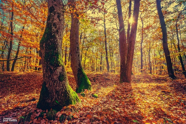Jesen v lese