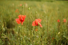Papaver rhoeas