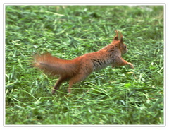 veverička na úteku