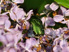 Zlatoň obyčajný (Cetonia aurata)