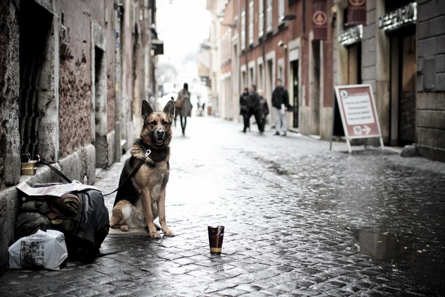 Pes - bezdomovec