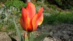 Pán Tuli