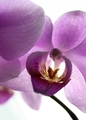 Orchidea