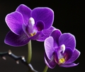 Orchidea