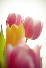 tulipany 5