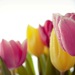 tulipany 2
