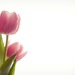 tulipanik 2