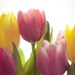 tulipany 4