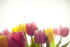 tulipany 3