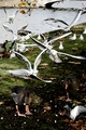 birds attack 