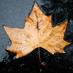 la feuille morte