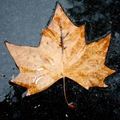 la feuille morte
