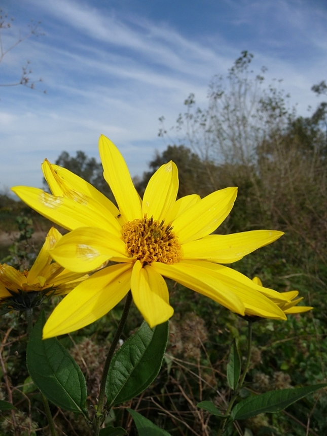 Kontrasty