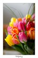 tulipány