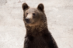 medveď