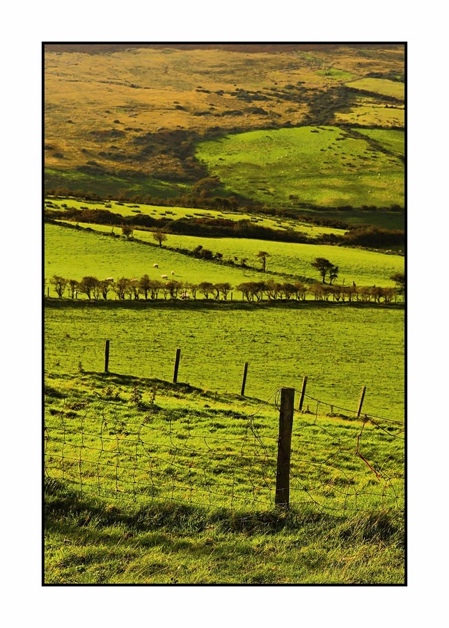 Irske pastviny