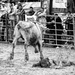 rodeo Hodkovce 2012