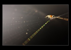 svietiaca prdelka :)