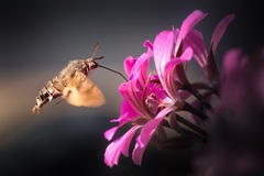 Macroglossum